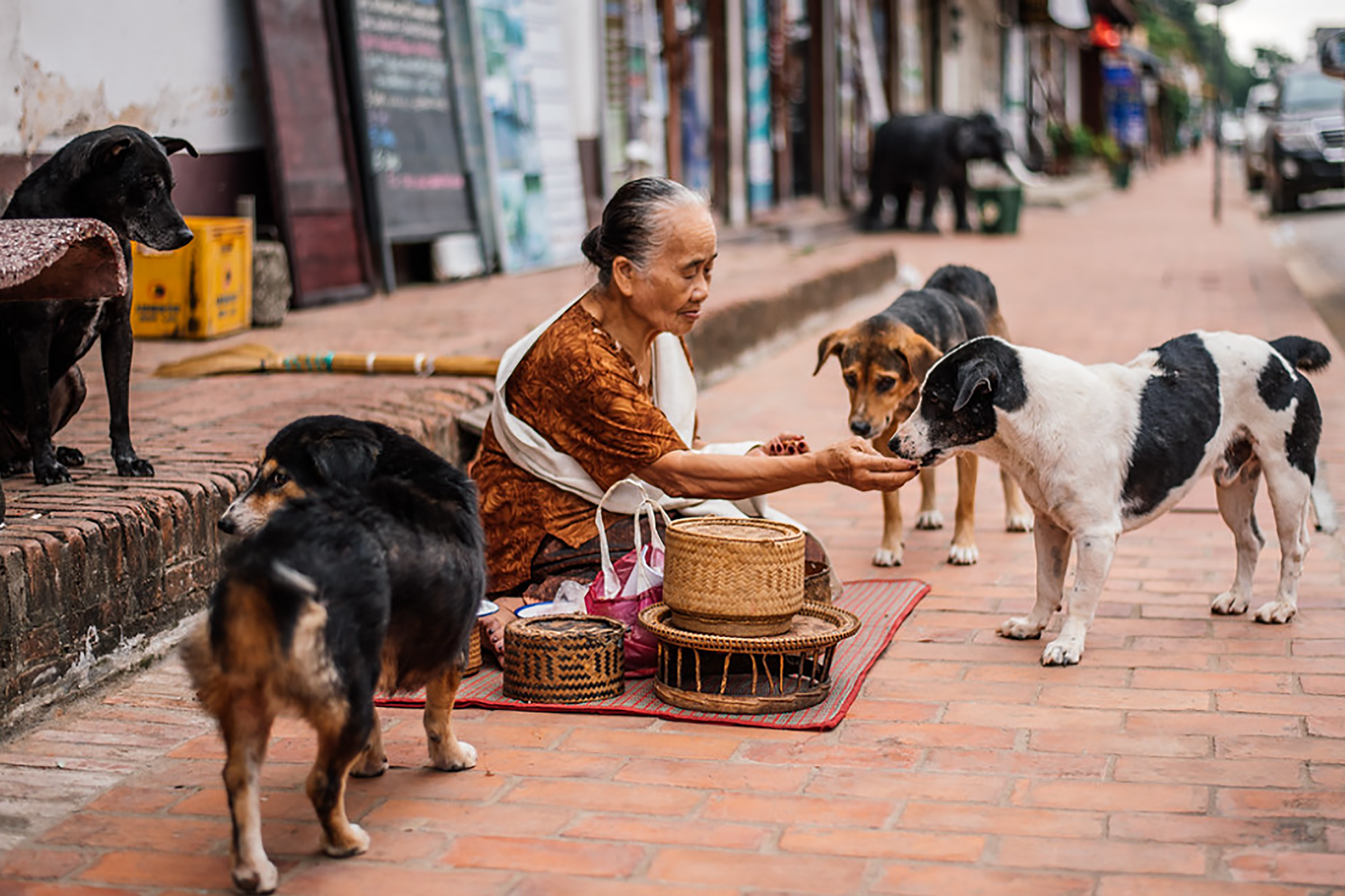 Stray dogs in stray dogs in the street of Luang Prabang