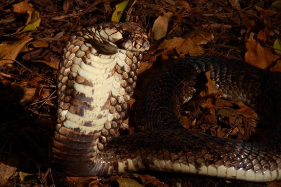DJWilliams_2010_Naja-haje_Kenya